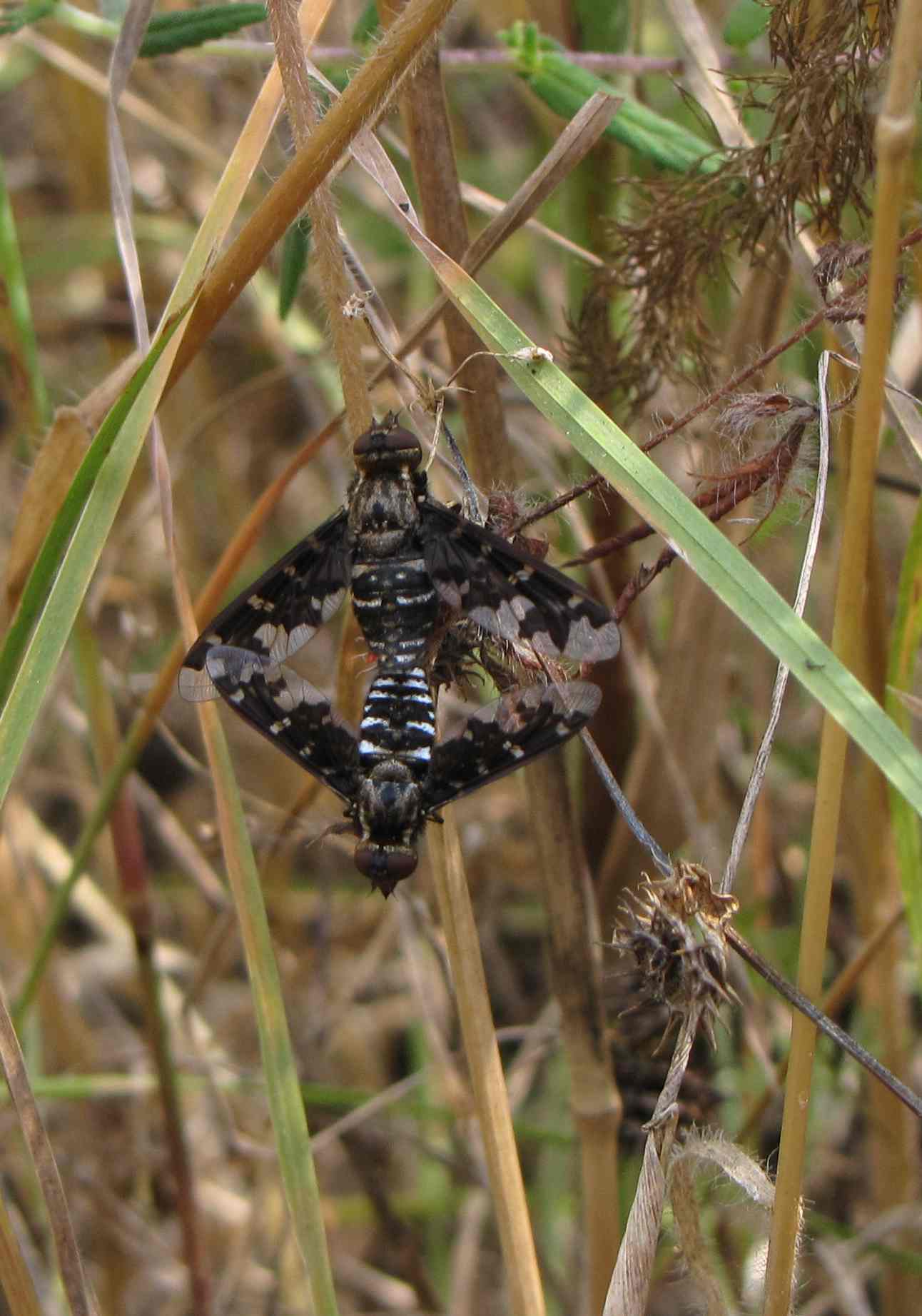 Exoprosopa jacchus in accoppiamento